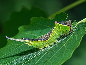 Cerura vinula