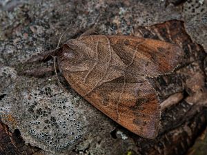 Clostera anastomosis