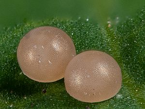 Chlostera anastomosis