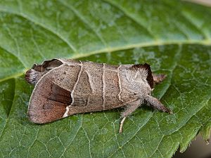 Clostera curtula