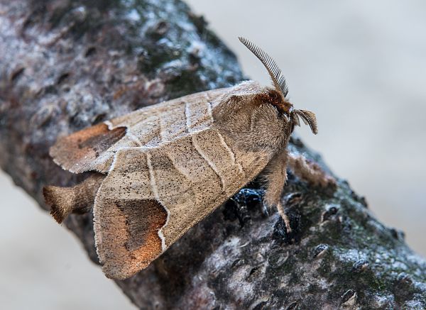 Clostera curtula