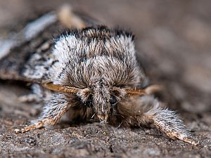 Drymonia dodonaea