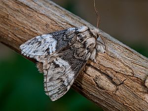 Drymonia dodonaea