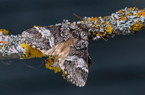 Drymonia dodonaea