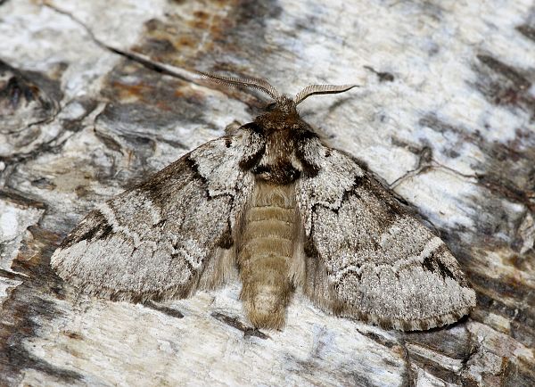 Drymonia obliterata