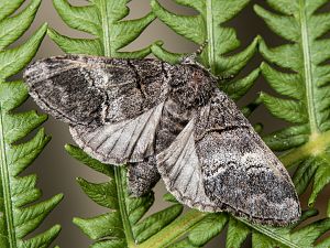 Drymonia querna