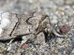 Drymonia querna