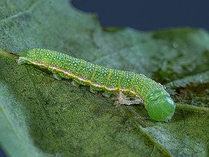 Drymonia ruficornis