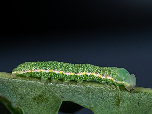 Drymonia querna