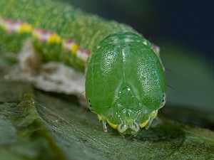 Drymonia ruficornis