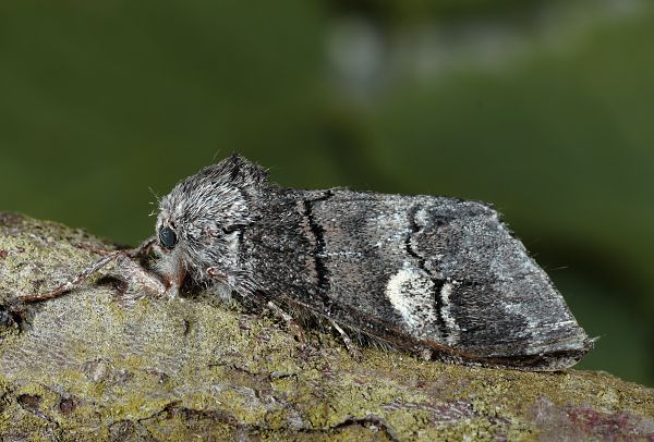 Drymonia querna