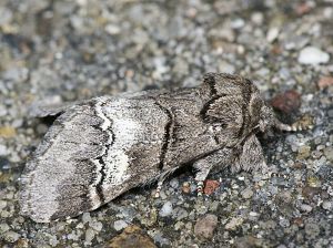 Drymonia querna