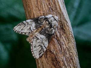 Drymonia ruficornis