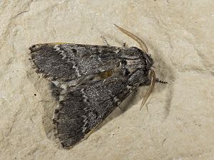 Drymonia ruficornis