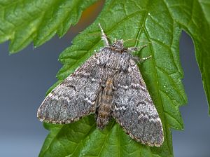 Drymonia ruficornis