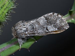 Drymonia ruficornis