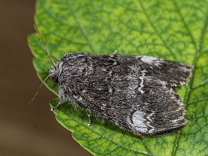 Drymonia ruficornis