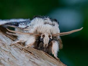 Drymonia ruficornis