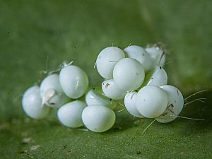 Drymonia ruficornis