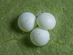 Drymonia ruficornis