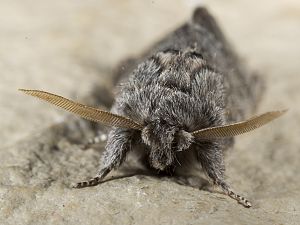 Drymonia ruficornis