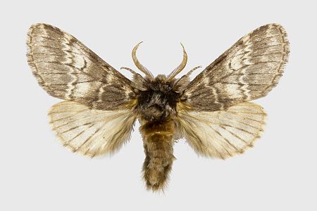 Drymonia ruficornis