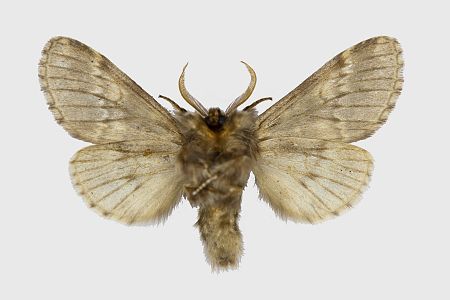 Drymonia ruficornis