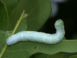 Drymonia ruficornis