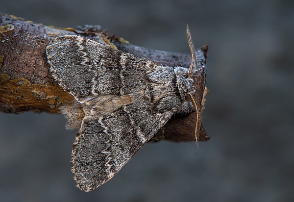 Drymonia ruficornis