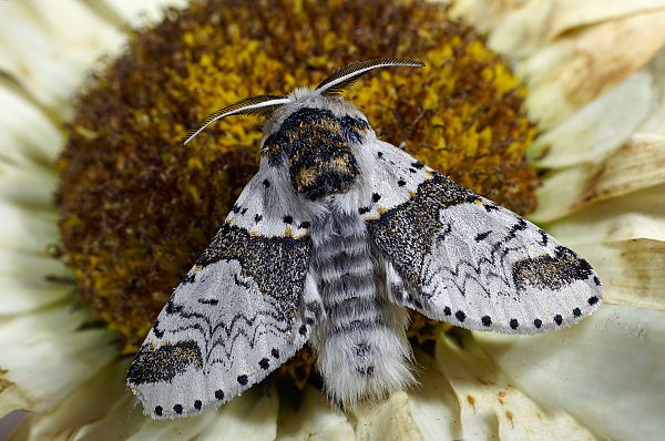 Furcula bicuspis