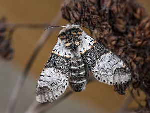 Furcula bifida