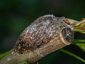 Furcula bifida