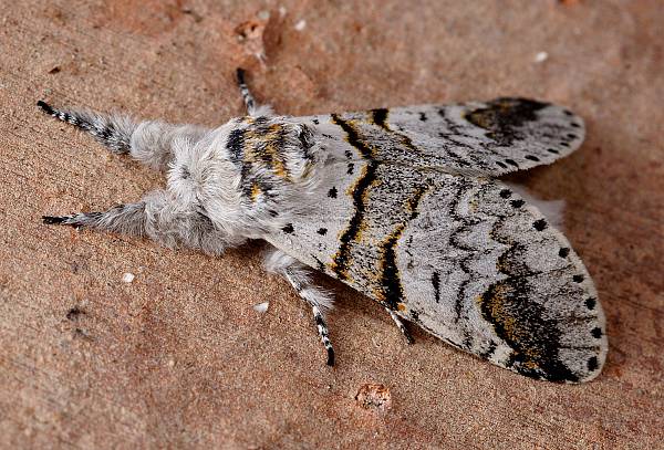 Furcula bifida