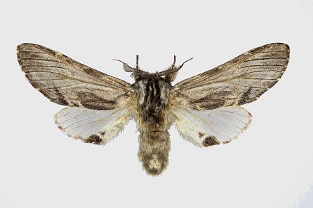 Harpyia milhauseri