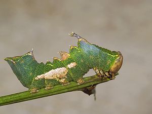 Harpyia milhauseri