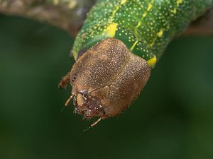 Harpyia milhauseri