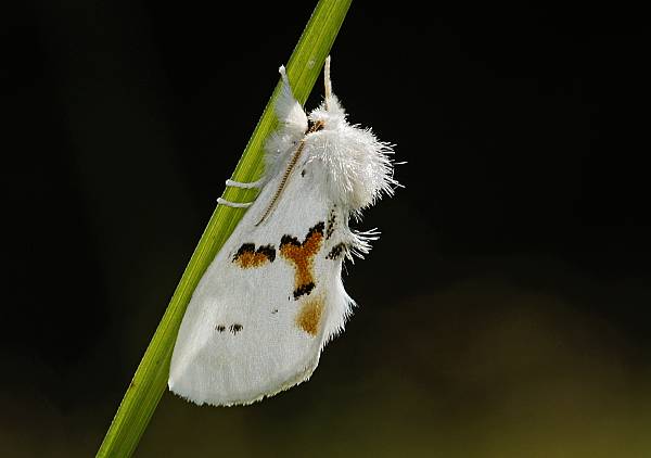 Leucodonta bicoloria