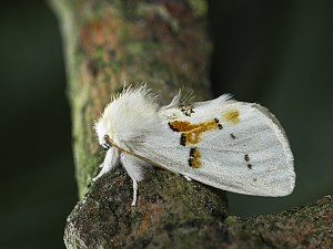 Leucodonta bicoloria