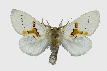 Leucodonta bicoloria