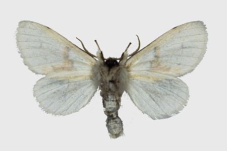 Leucodonta bicoloria