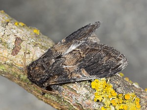 Notodonta tritophus