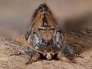 Notodonta ziczac