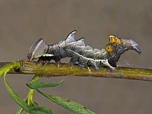 Notodonta ziczac Raupe