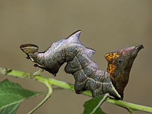 Notodonta ziczac Raupe