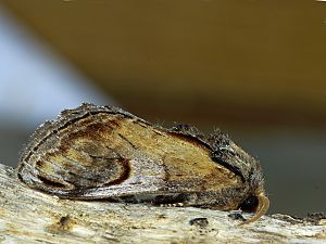 Notodonta ziczac