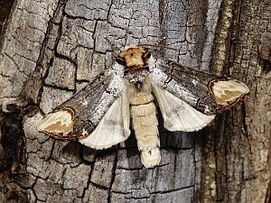 Phalera bucephala