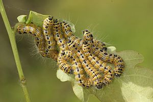 Phalera bucephala