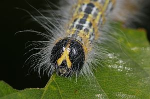 Phalera bucephala