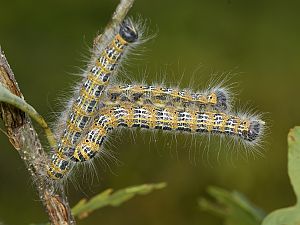 Phalera bucephala