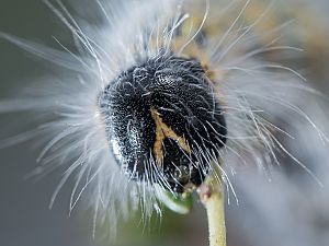 Phalera bucephala